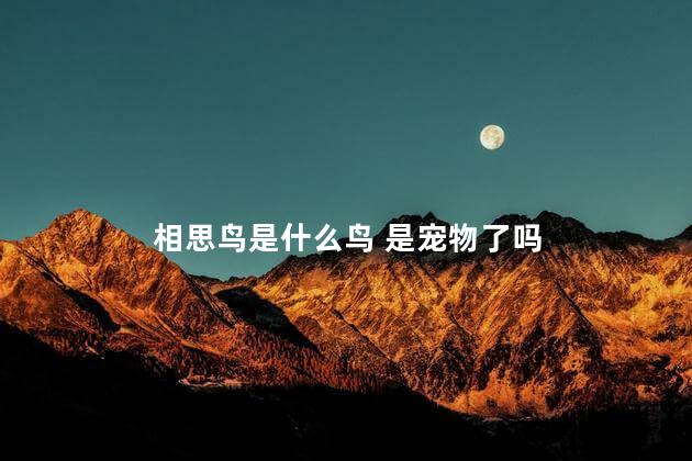 相思鸟是什么鸟 是宠物了吗